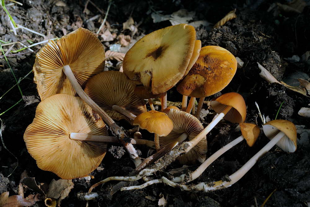 conocybe antipus 4921 05.jpg