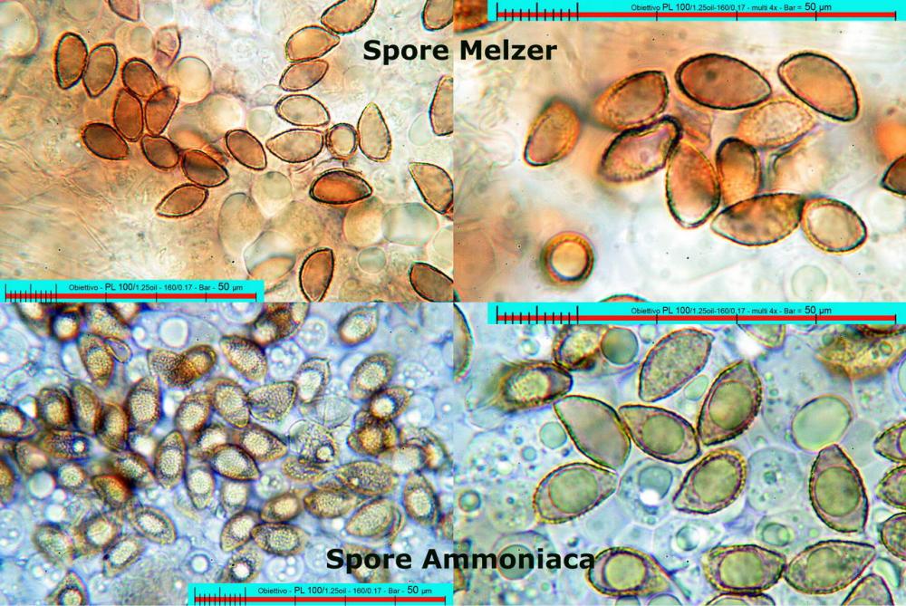 Hebeloma ochroalbidum spore.jpg