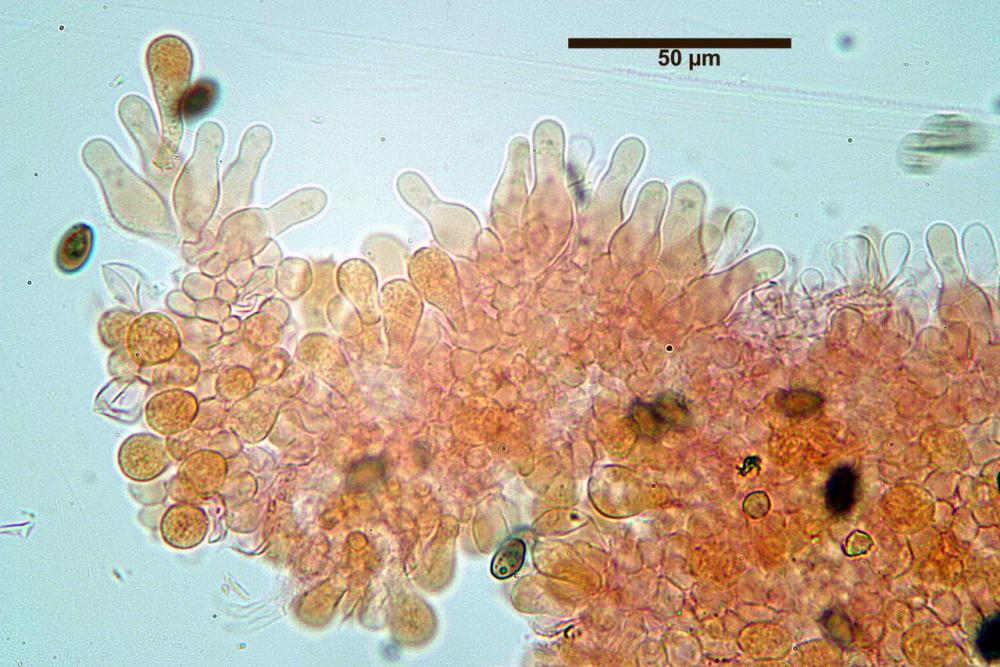 Coprinopsis marcescibilis cheilocistidi  04.jpg