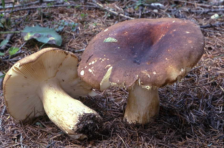 russula 02.jpg