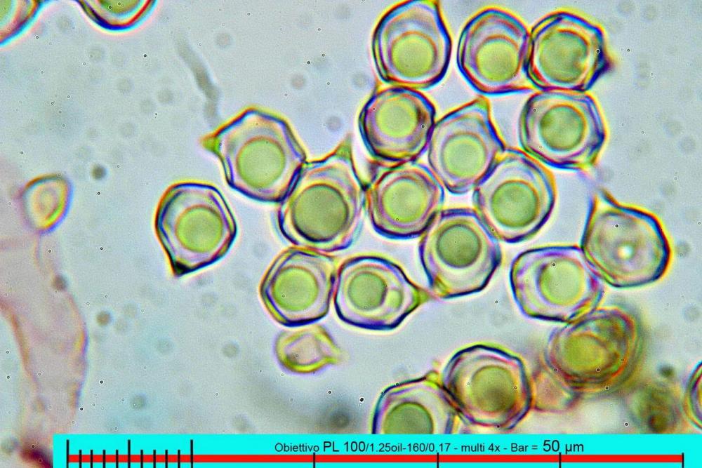 entoloma costatum spore rosso congo 04.jpg