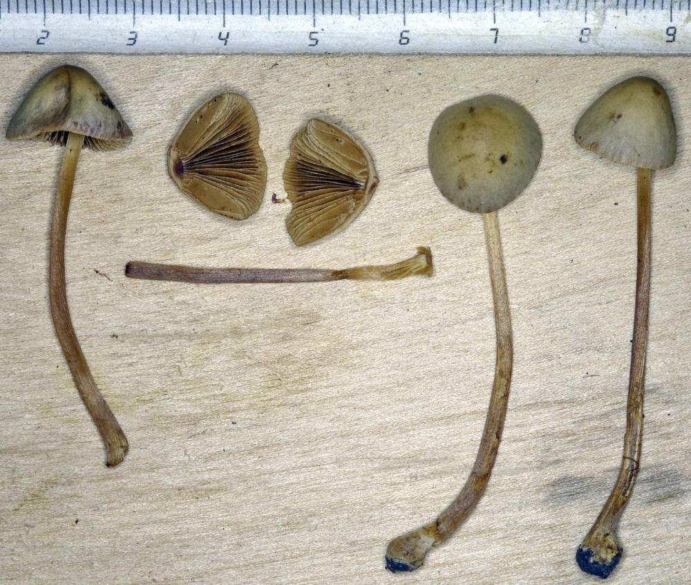 Conocybe hololeuca 7371 04.jpg