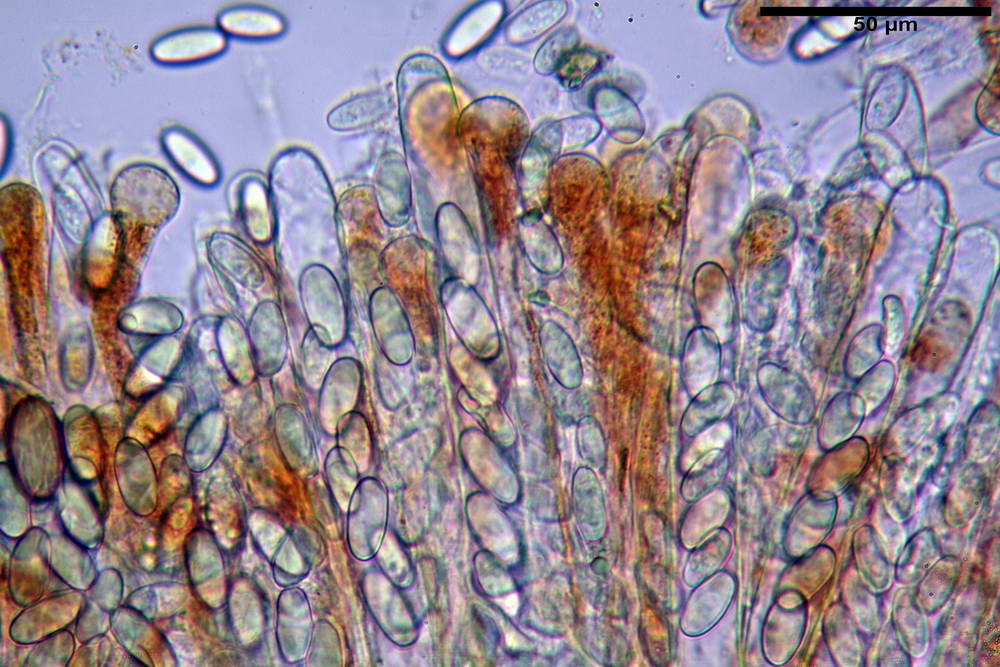 cheilimenia granulata 0012 .jpg
