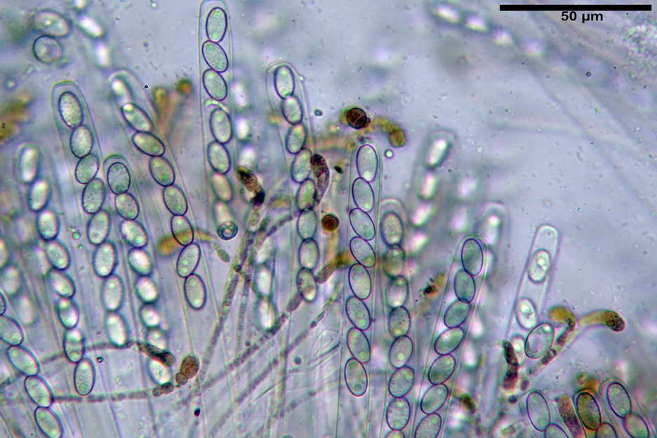 peziza subviolacea 4827 18.jpg