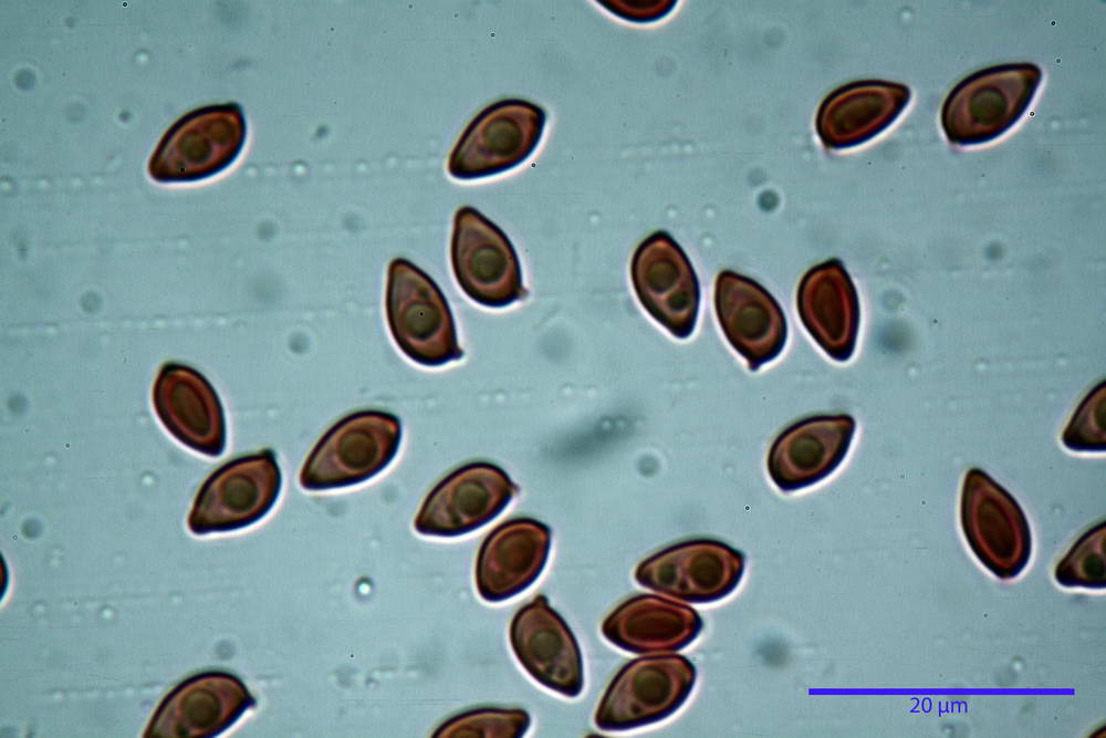 leucoagaricus purpureorimosus 4735 54.jpg