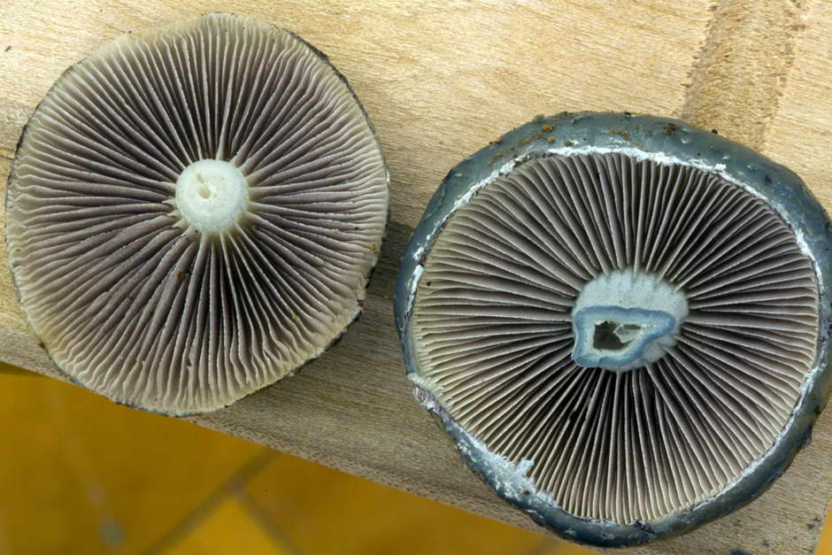 stropharia aeruginosa 4760 06.jpg