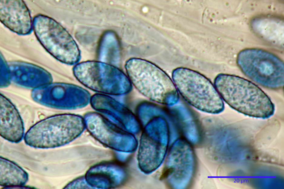 peziza badioides 4670 66.jpg