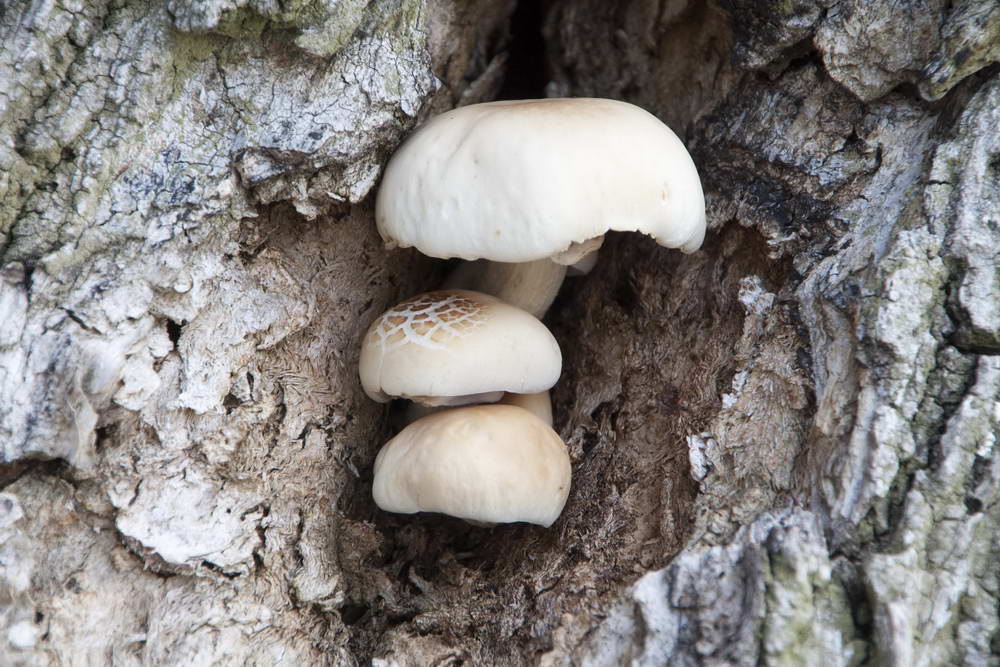 agrocybe cylindracea 5061 01_resize.jpg