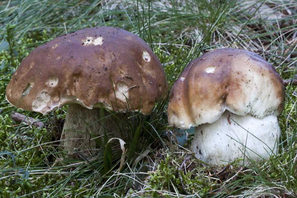 funghi rogla 10.jpg