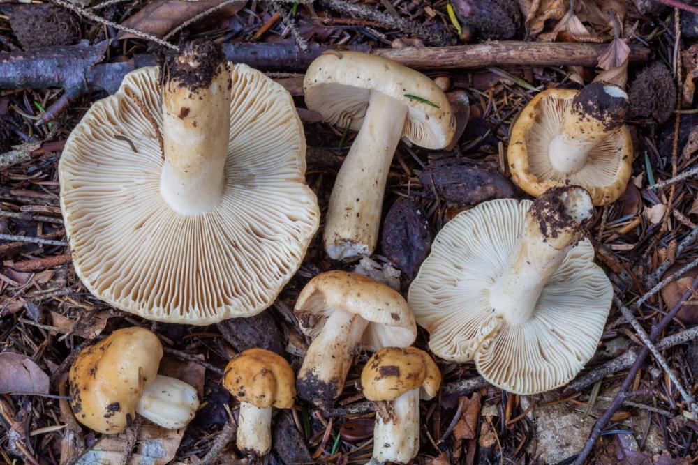 Russula fellea 5249 05_resize.jpg