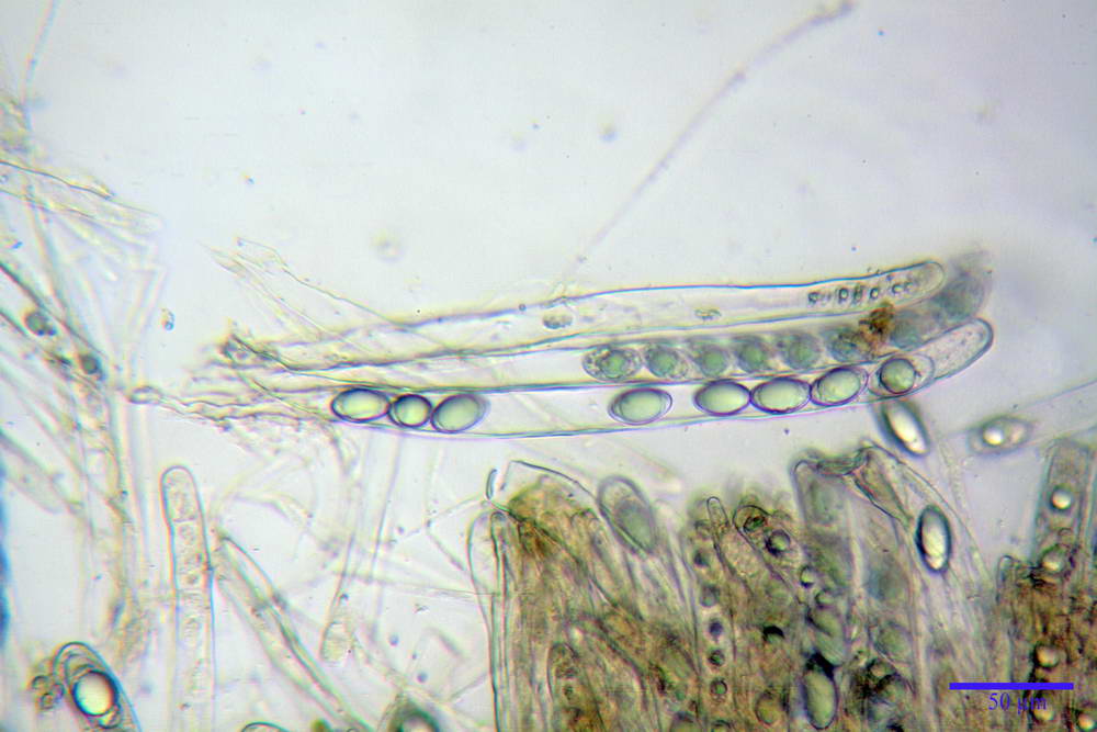 geopora nicaeensis 4971 19.jpg