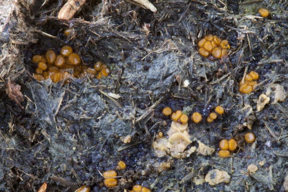 cheilimenia stercorea 4900 05.jpg