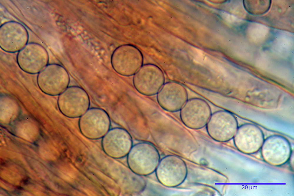 plicaria endocarpoides 5034 52.jpg