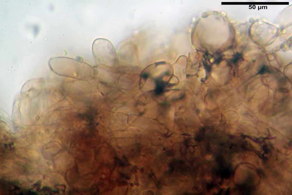 Cystodermella cinnabarina 12.JPG