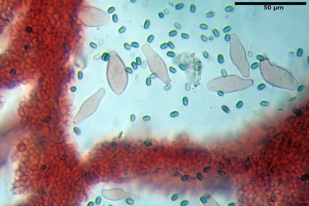 psathyrella hydrophila 23.jpg