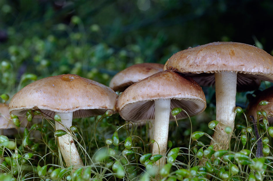 pholiota higlandensis 4837 03.jpg