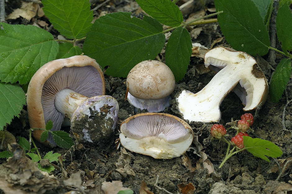 cortinarius 01.jpg