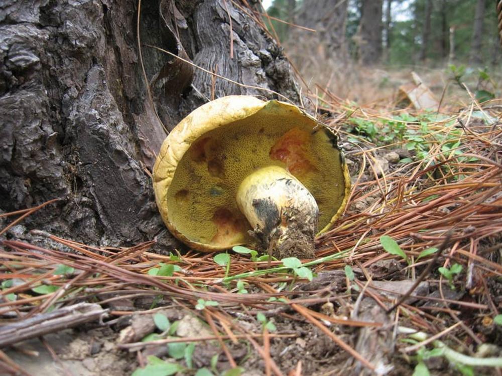 Buchwaldoboletus hemychrisus 4572 02_resize.jpg