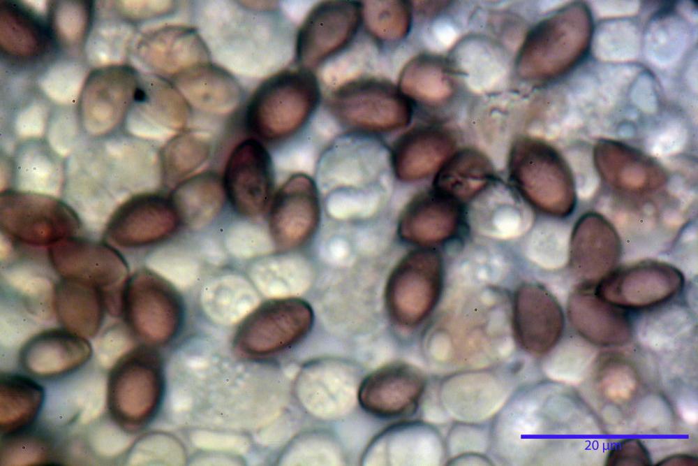 Hebeloma hiemale 7437 13.jpg