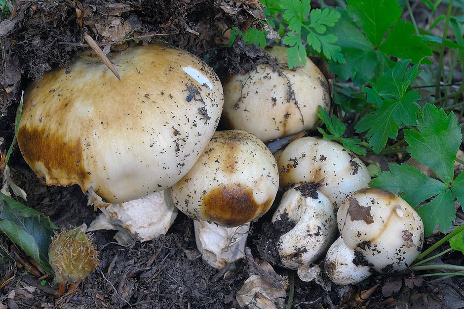 russula 01.jpg