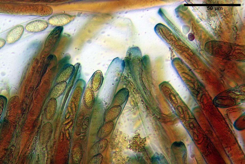 Peziza phyllogena 05_resize.jpg