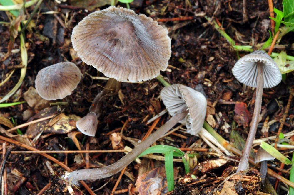 Mycena leptocephala 6542_1.JPG