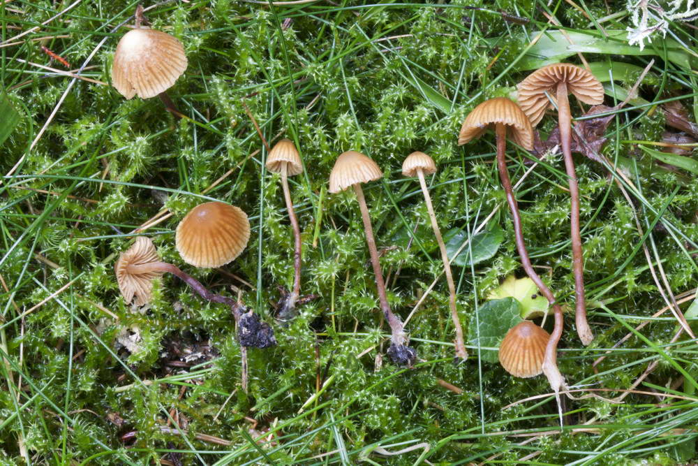 galerina atkinsoniana 4909 02.jpg