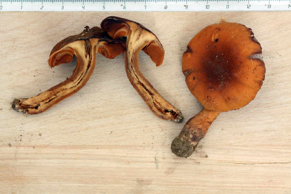 cortinarius orellanus 4761 05.jpg