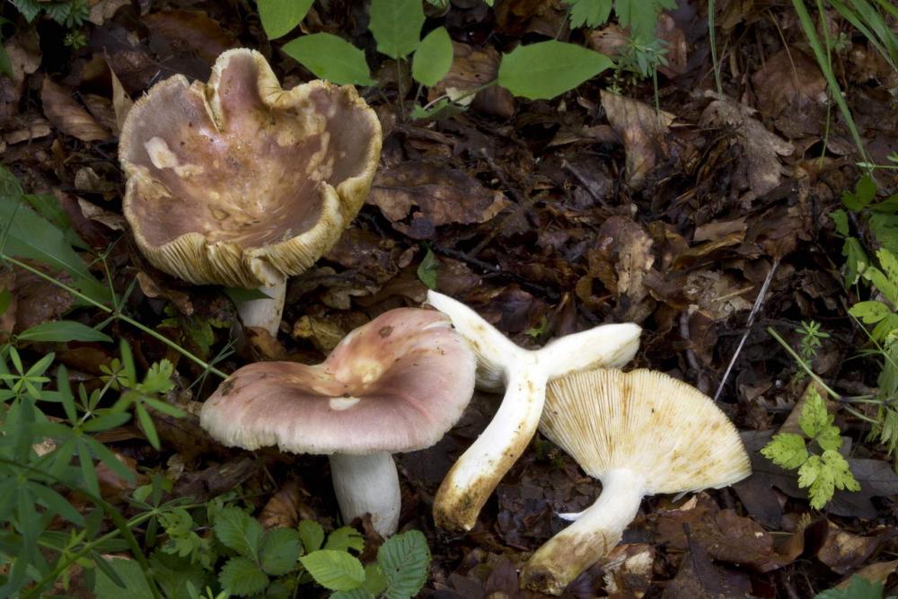 russula vesca 05.jpg