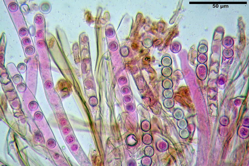 plicaria endocarpoides 5034 36.jpg