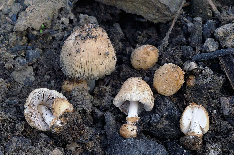 Coprinellus 01.jpg