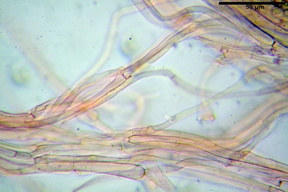 entoloma vindobonense 31.jpg