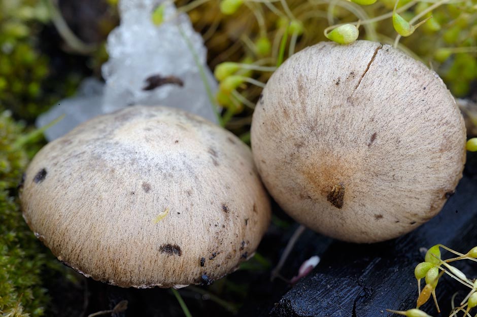 psathyrella 02.jpg