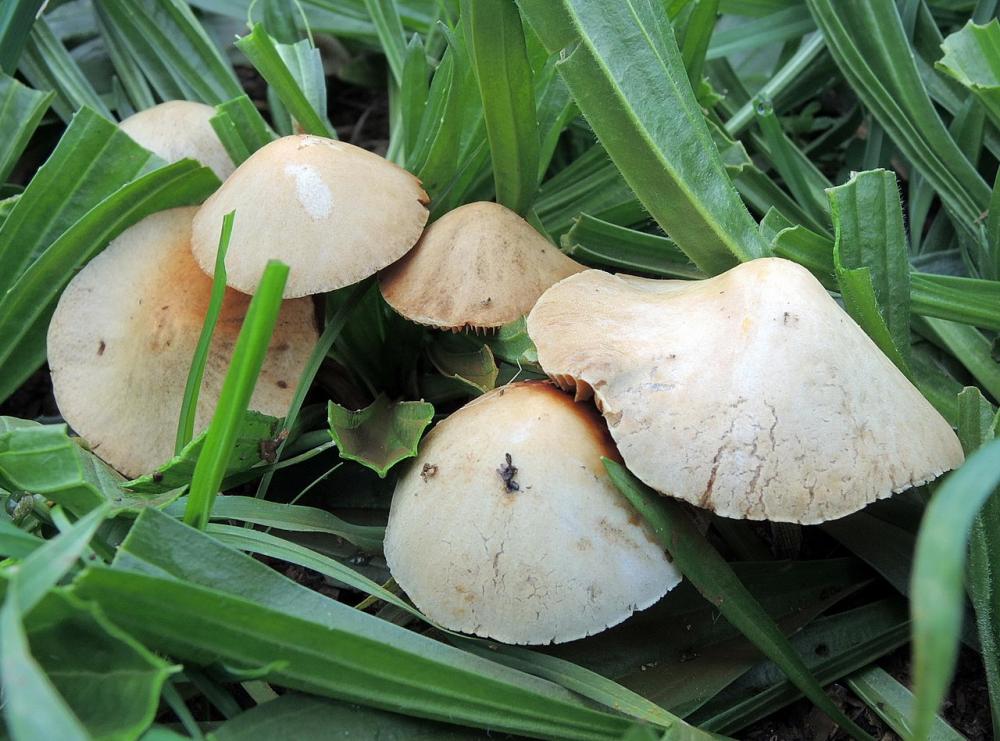 Conocybe fuscimarginata 5595 03.jpg