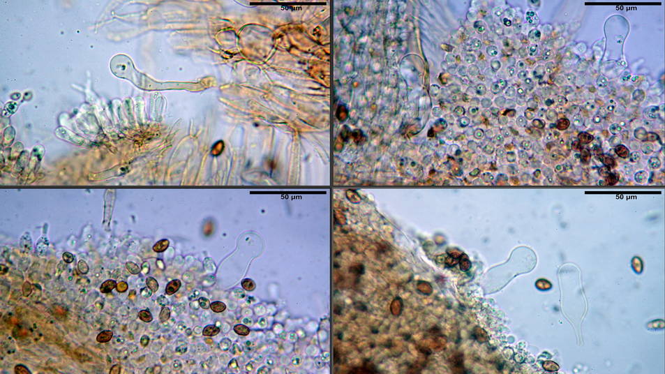 Galerina pruinatipes 06.jpg