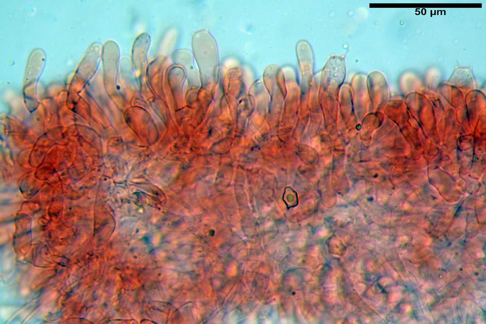 entoloma030.jpg