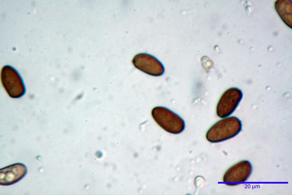 Psathyrella olympiana 51.jpg