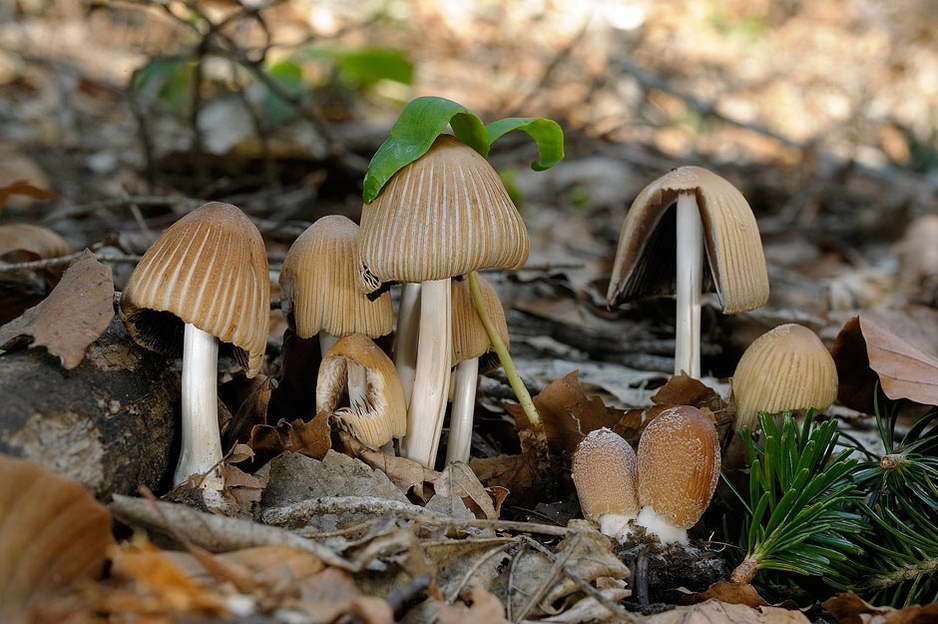 coprinellus 01.jpg