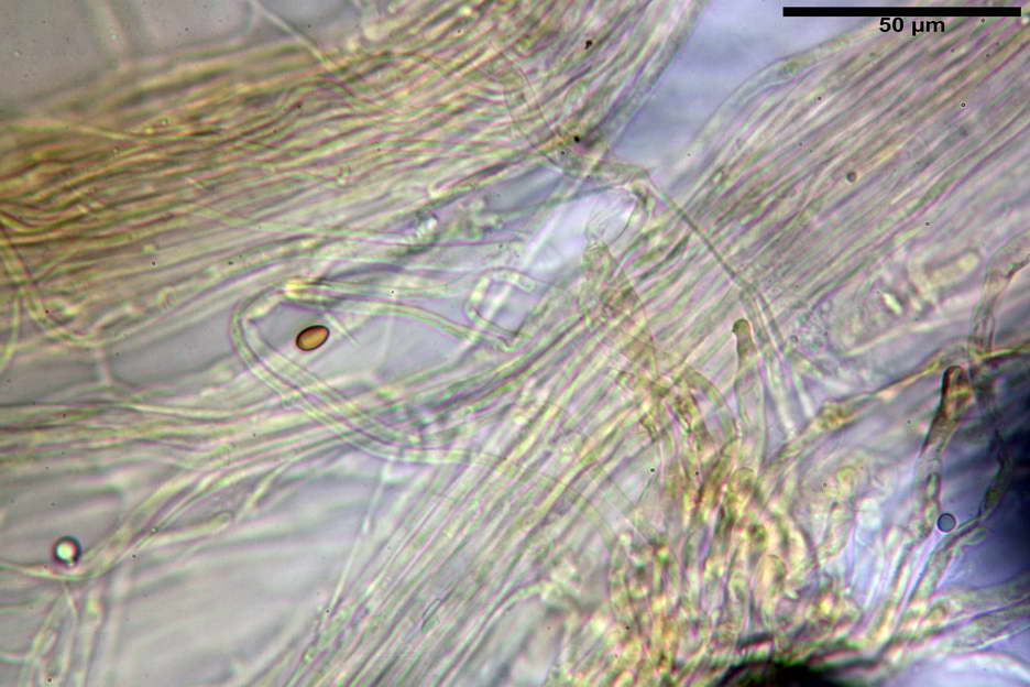 pholiota higlandensis 4837 32.jpg