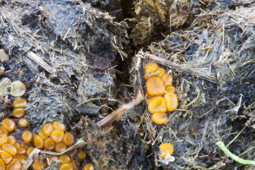 cheilimenia stercorea 4900 03.jpg