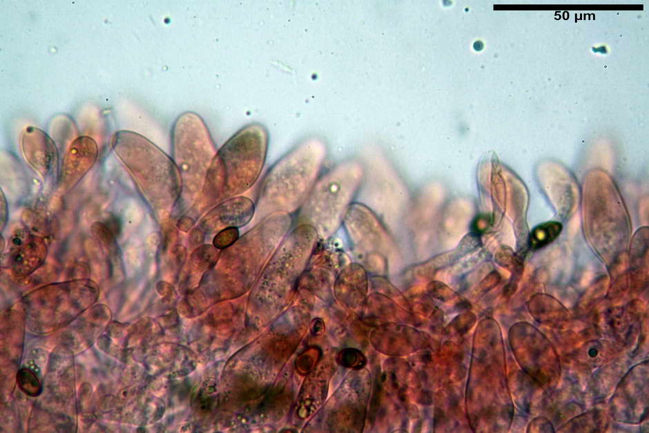 agrocybe 22.jpg