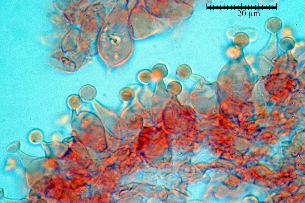 conocybe inocybeoides cheilocistidi119.jpg