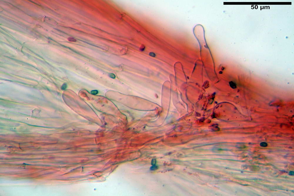 psathyrella hydrophila 47.jpg