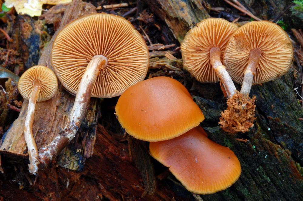 Galerina marginata 6552_2.JPG