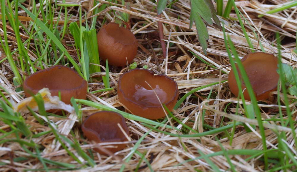 dumontinia tuberosa 5038 03.jpg