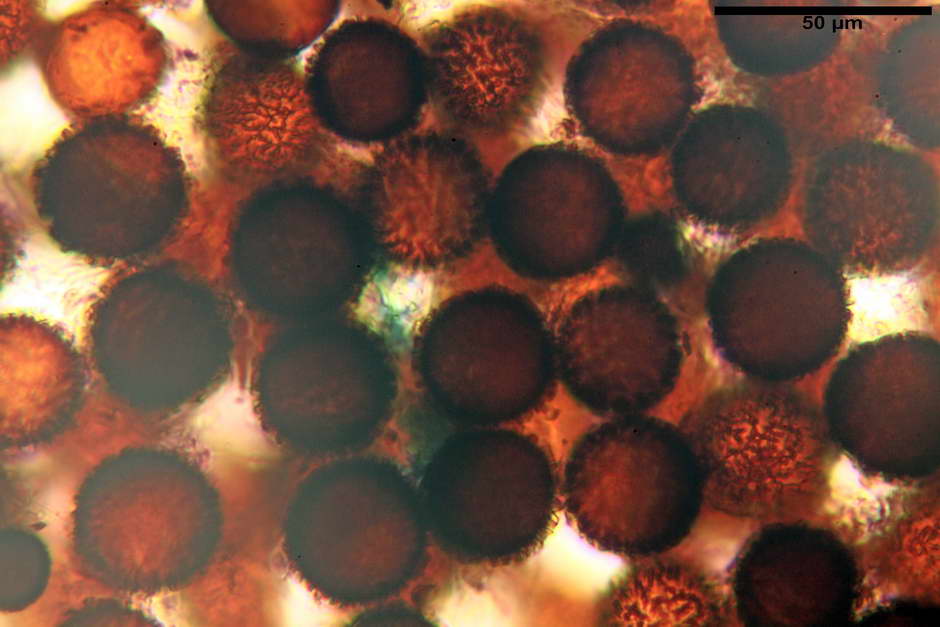 elaphomyces granulatus 4710 16.jpg