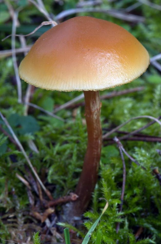 Galerina marginata 6071 01.jpg