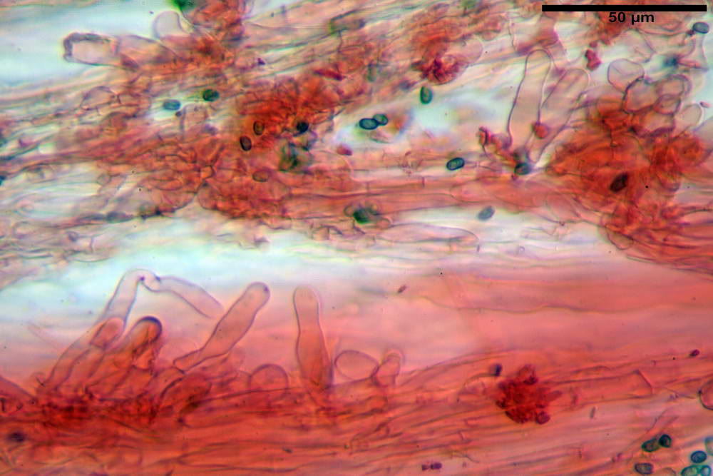 psathyrella hydrophila 43.jpg