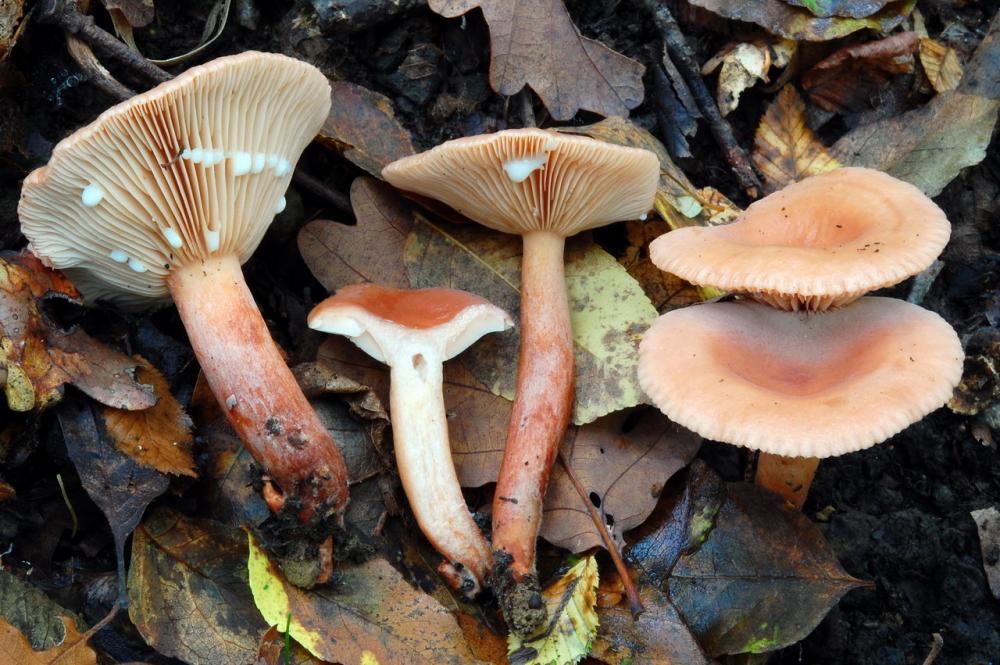 Lactarius decipiens 6526_2.JPG