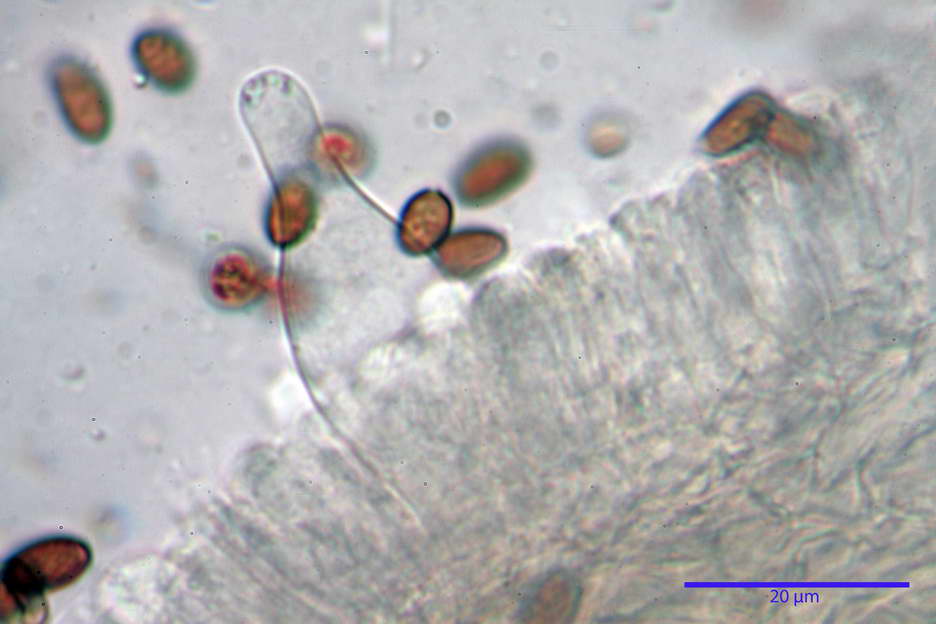 Psathyrella 30.jpg